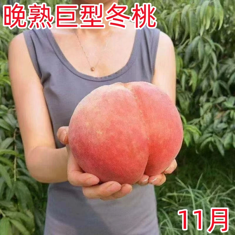 桃树果苗嫁接特大晚熟冬桃树苗盆栽地栽南北方种水蜜桃苗当年结果