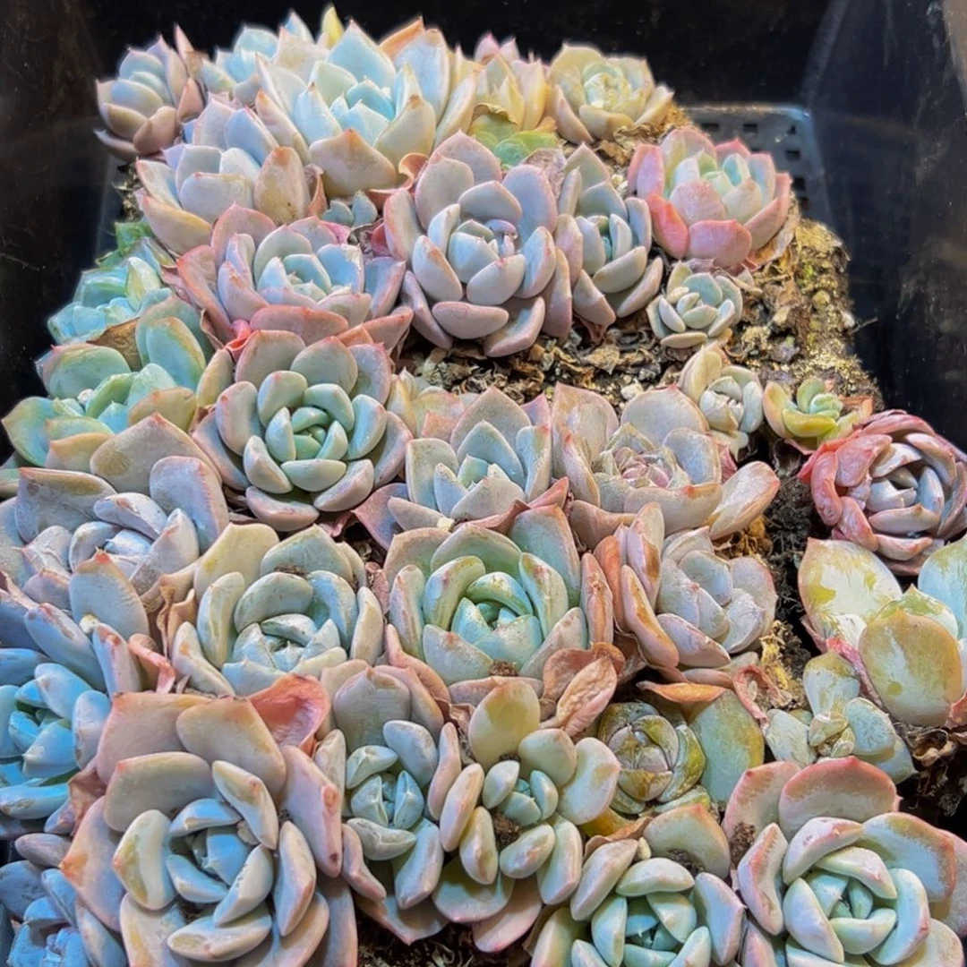 195多肉葡萄的价格是多少