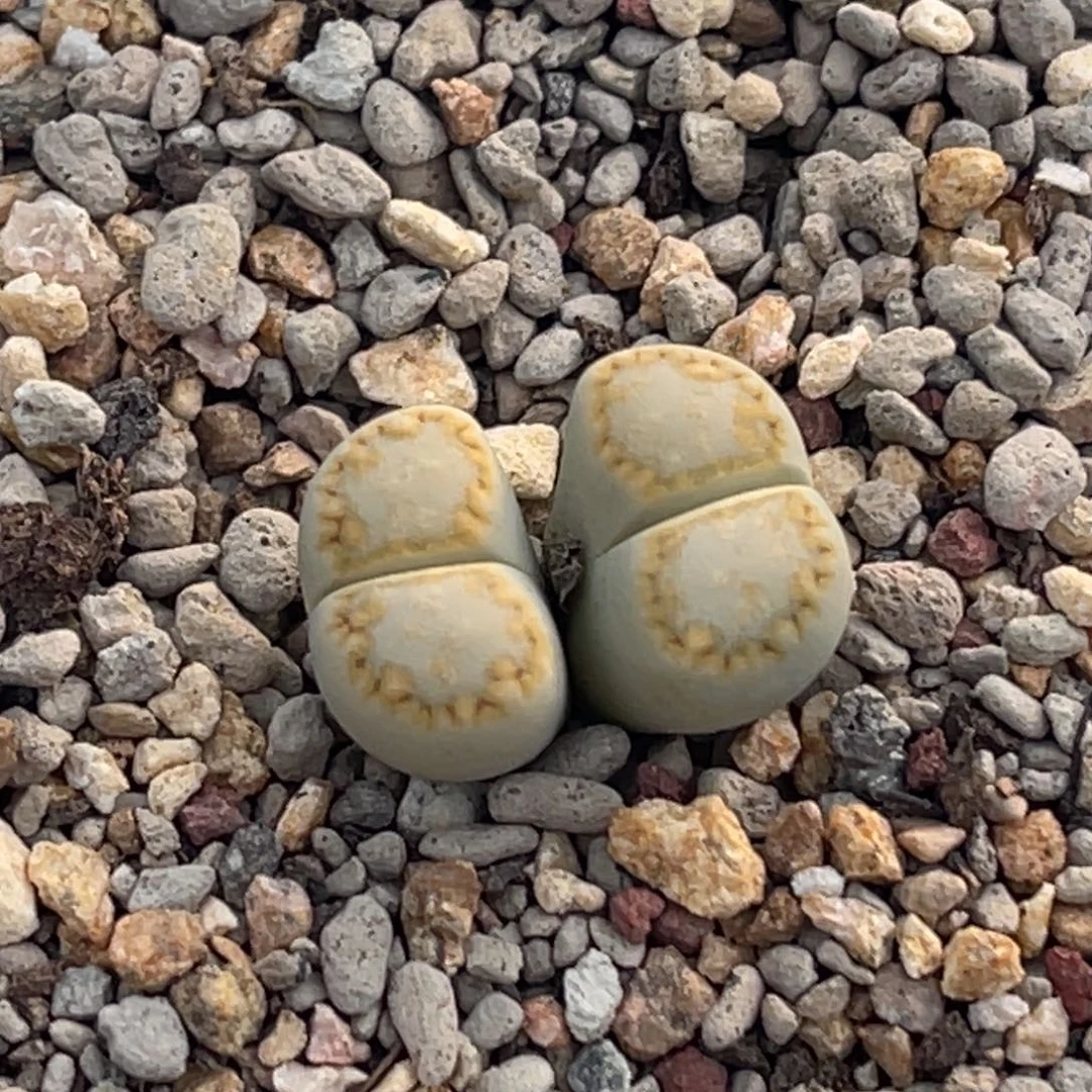 8199双头黄绿饼干一颗