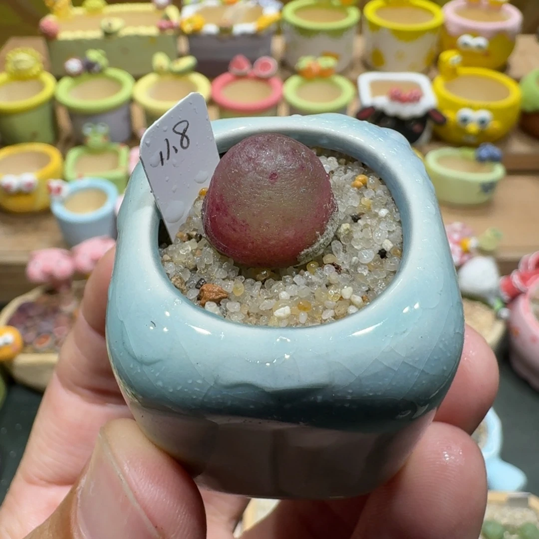 蘑菇1032灯泡多肉植物