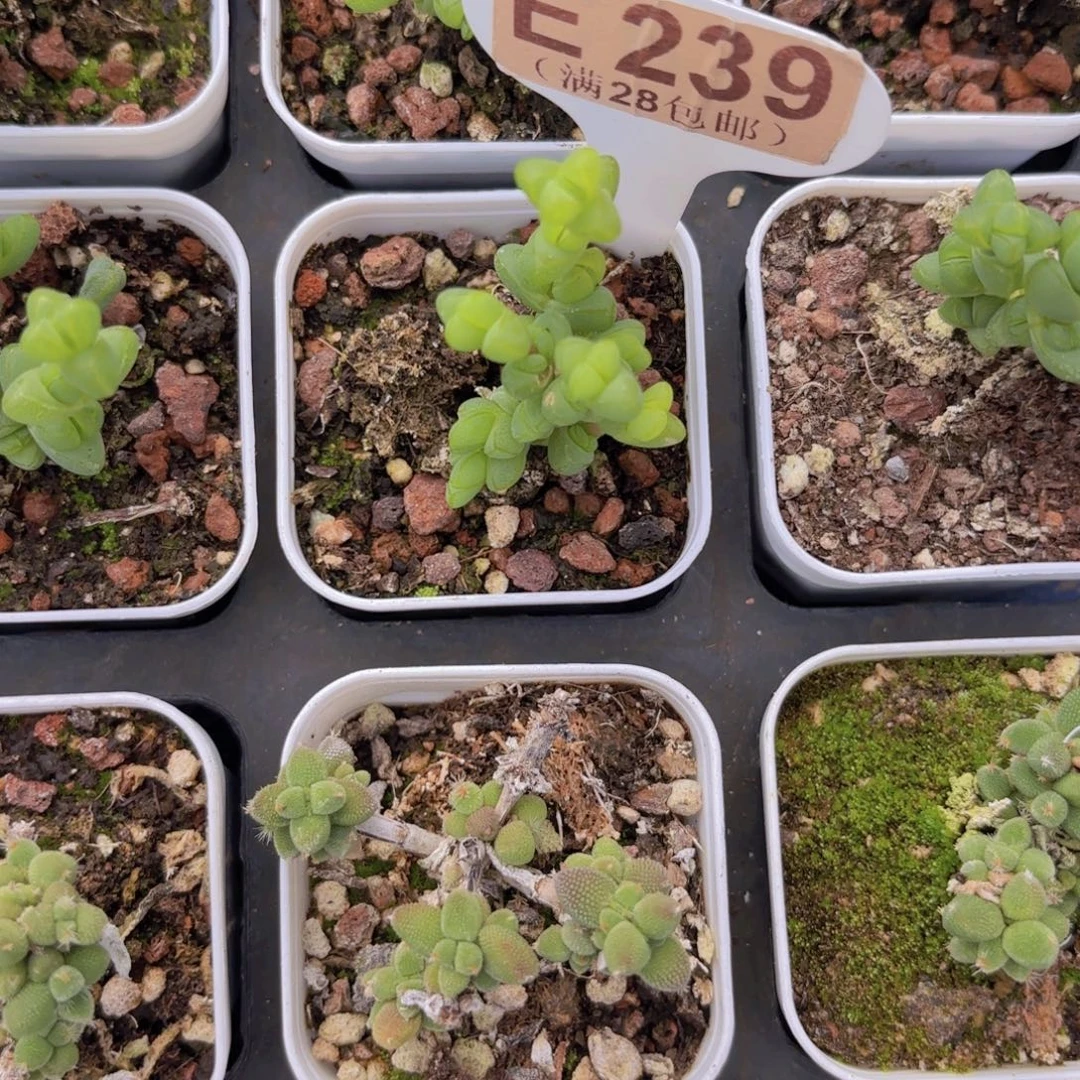 E239元宝一物一拍