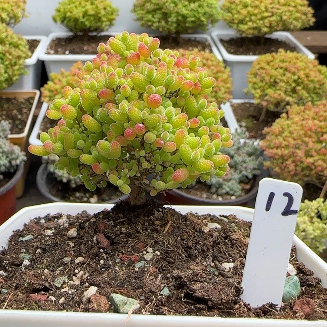 蜜橘糖球一物一拍