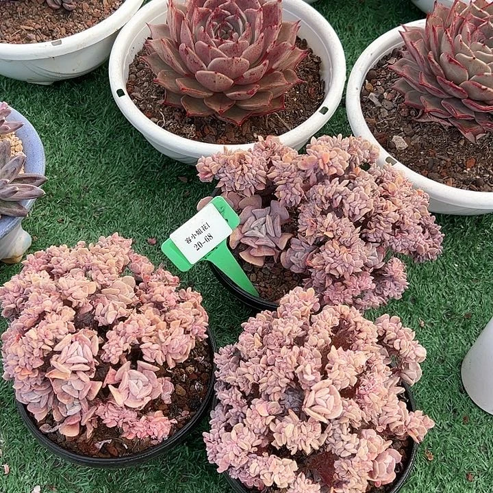 20.68雪晶灵带盆一个多肉