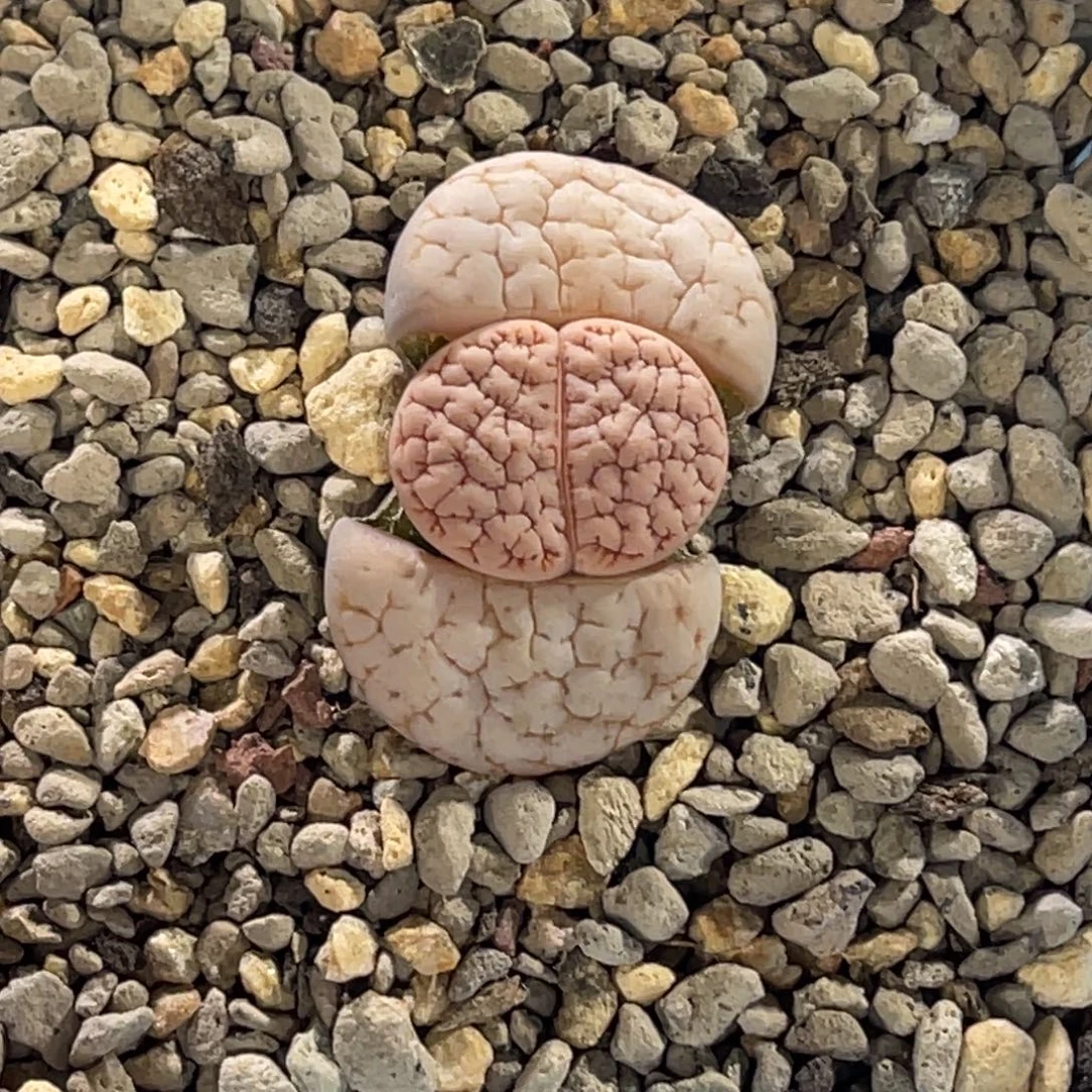 7768粉体凹凸连纹189蛙哥