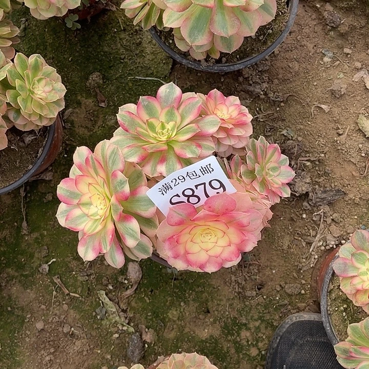 879倾城多肉植物