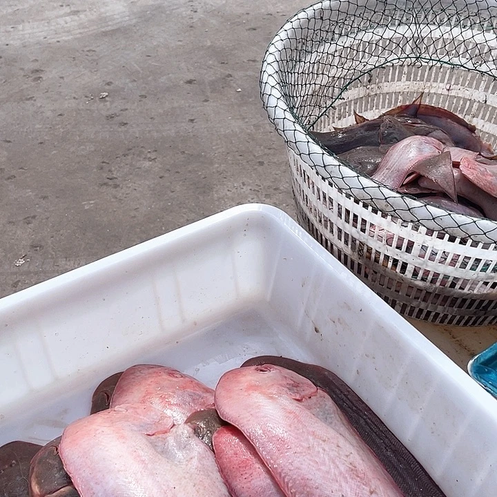 八带鱼，八抓鱼，新鲜