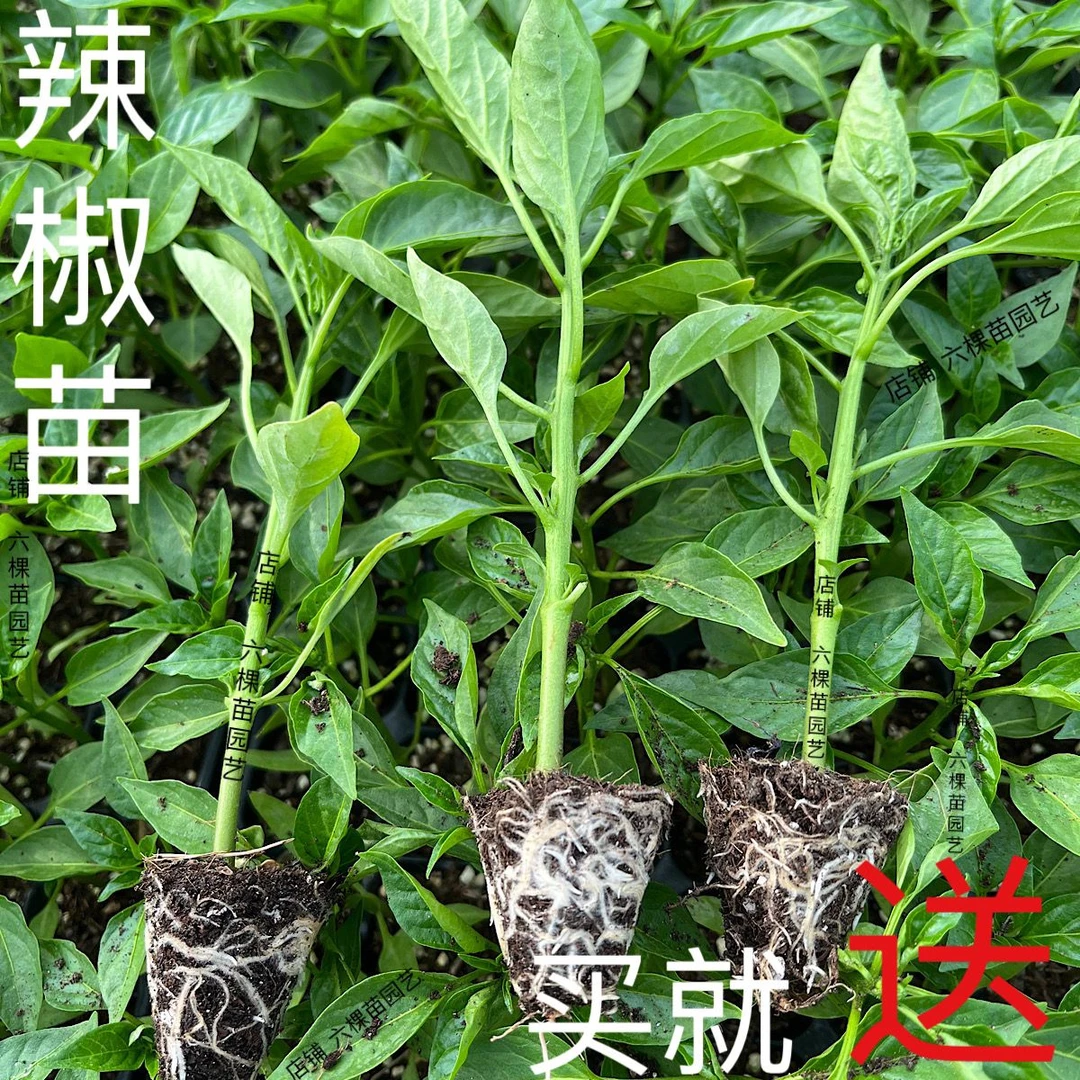 【48小时发货】高产辣椒苗朝天椒线椒螺丝椒小米椒苗阳台盆栽带土穴
