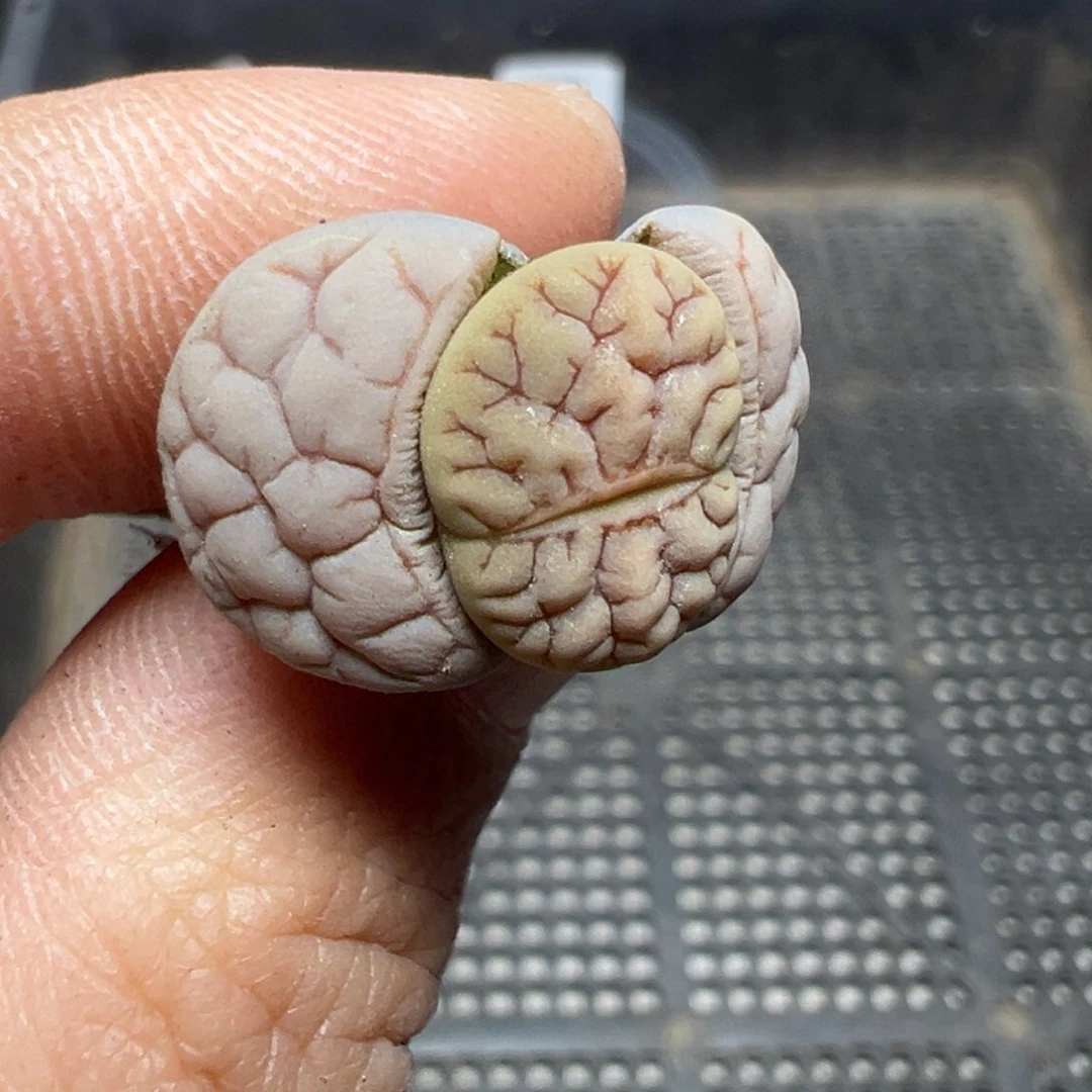 【闪购商品】699……