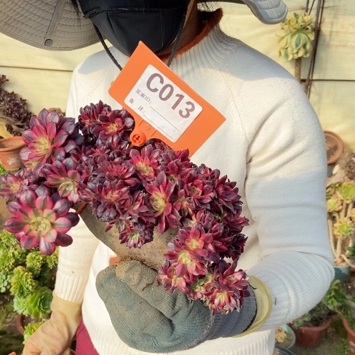 诗**意013铜壶超白锦缀化