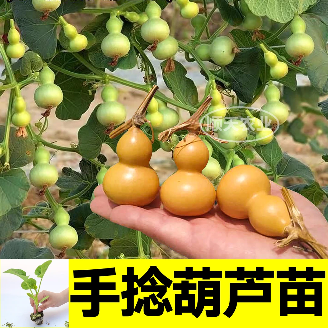 各种观赏葫芦苗秧大全大酒手捻亚腰文玩葫芦种子四季阳台庭院盆栽