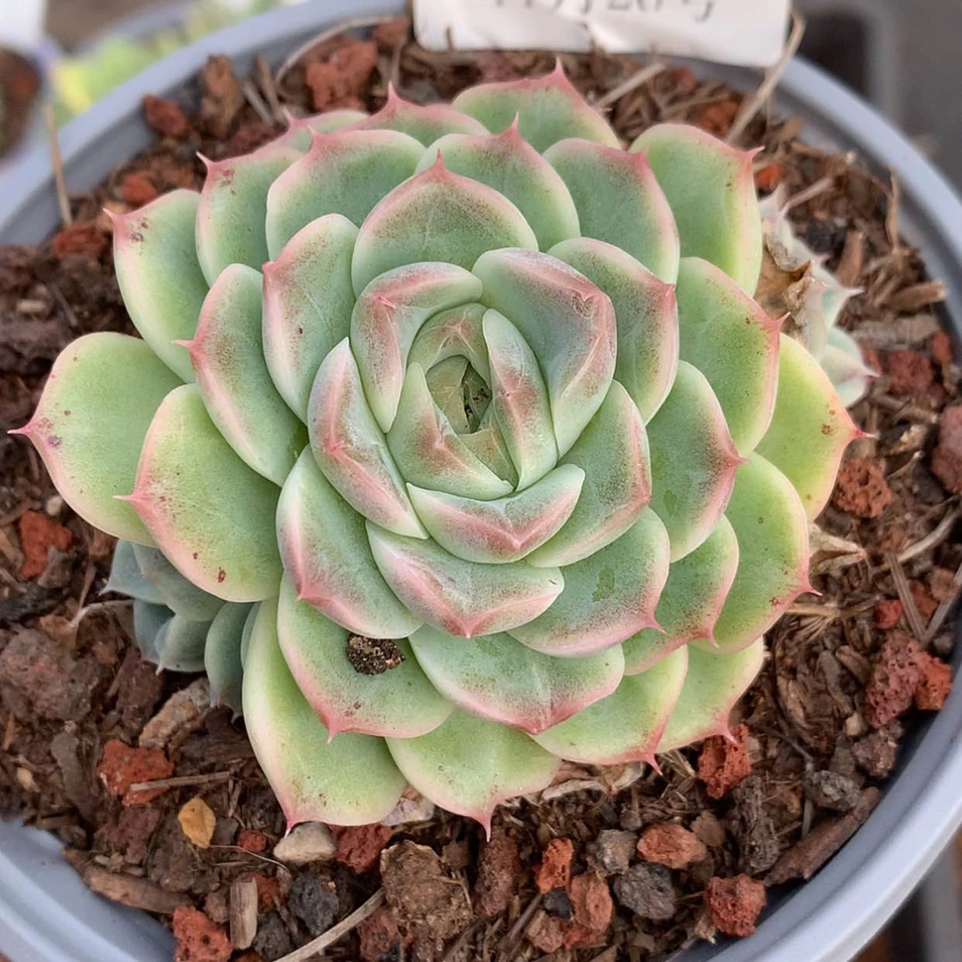 【闪购商品】云54号