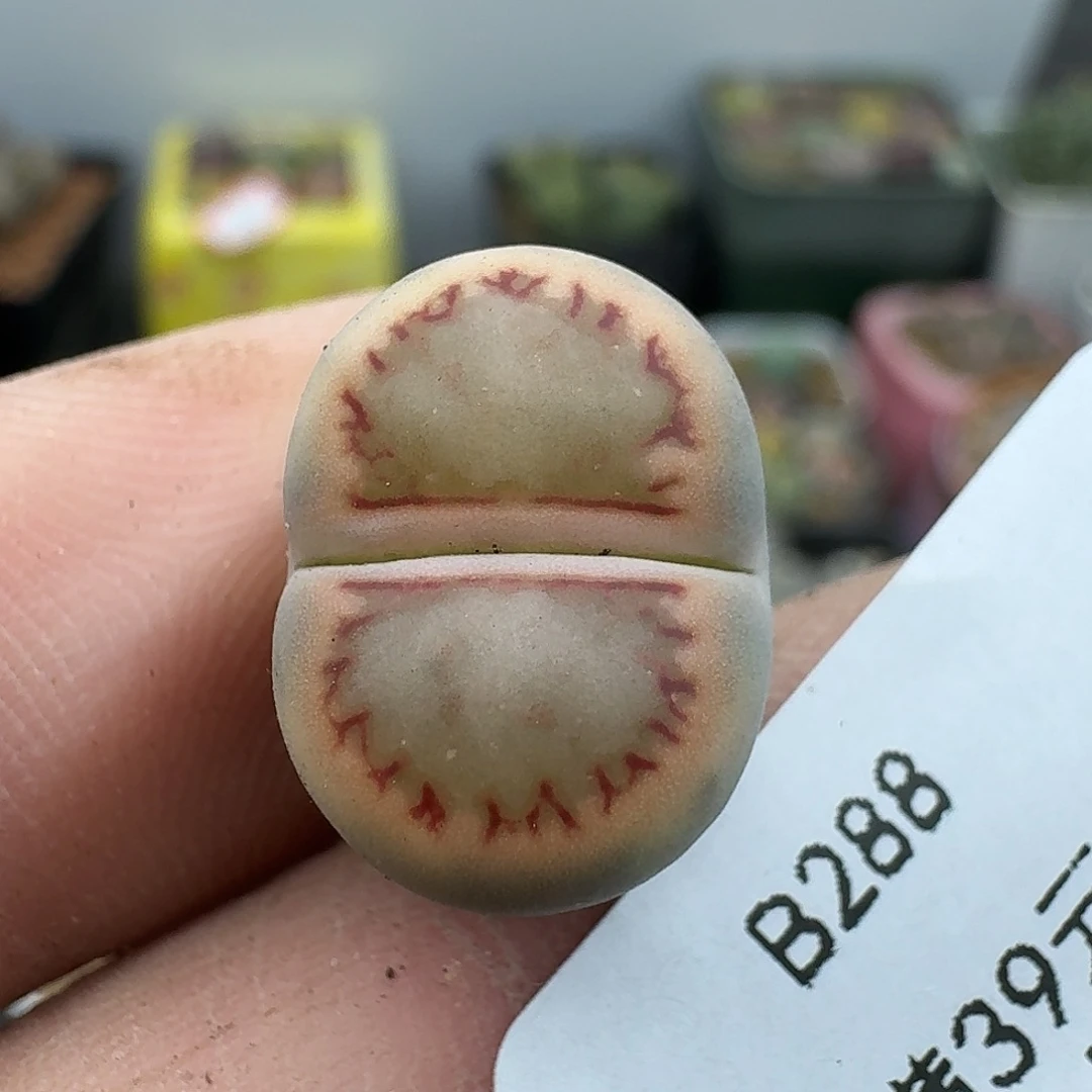 288多肉哈哈哈哈哈哈哈