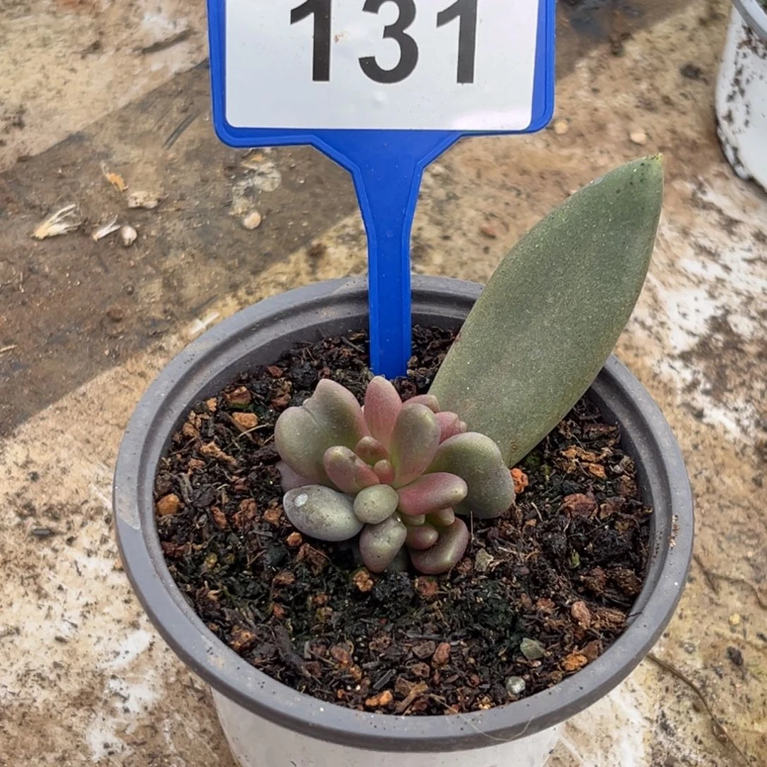 多肉植物八爪鱼群131