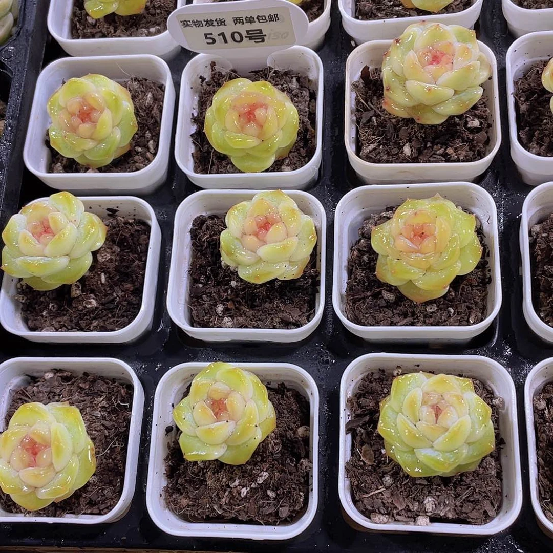 510号 开播福利甜心珍妮单头3个