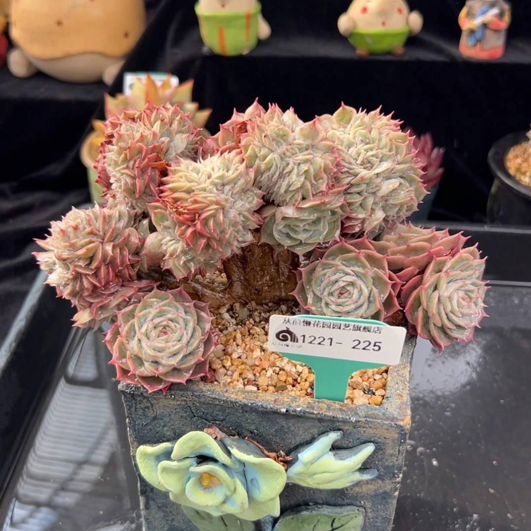 从前慢花园多肉编号1221-225