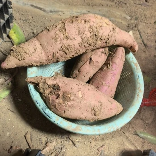 当前无花栽培后可以开花西瓜红5斤（不分大小果）