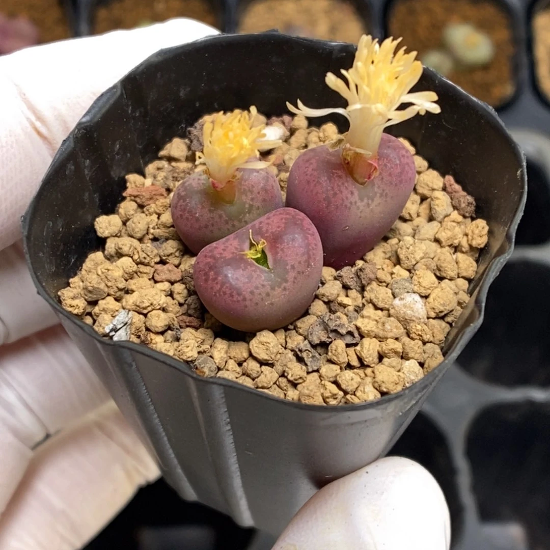 多肉植物肉锥杂交K-4682 福利