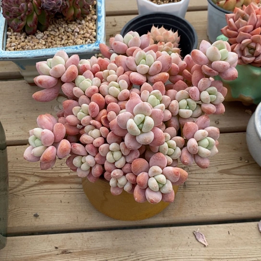 洛神平头，1234567894