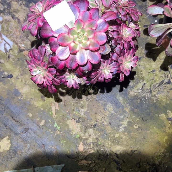 小*儿多肉法师植物链接14