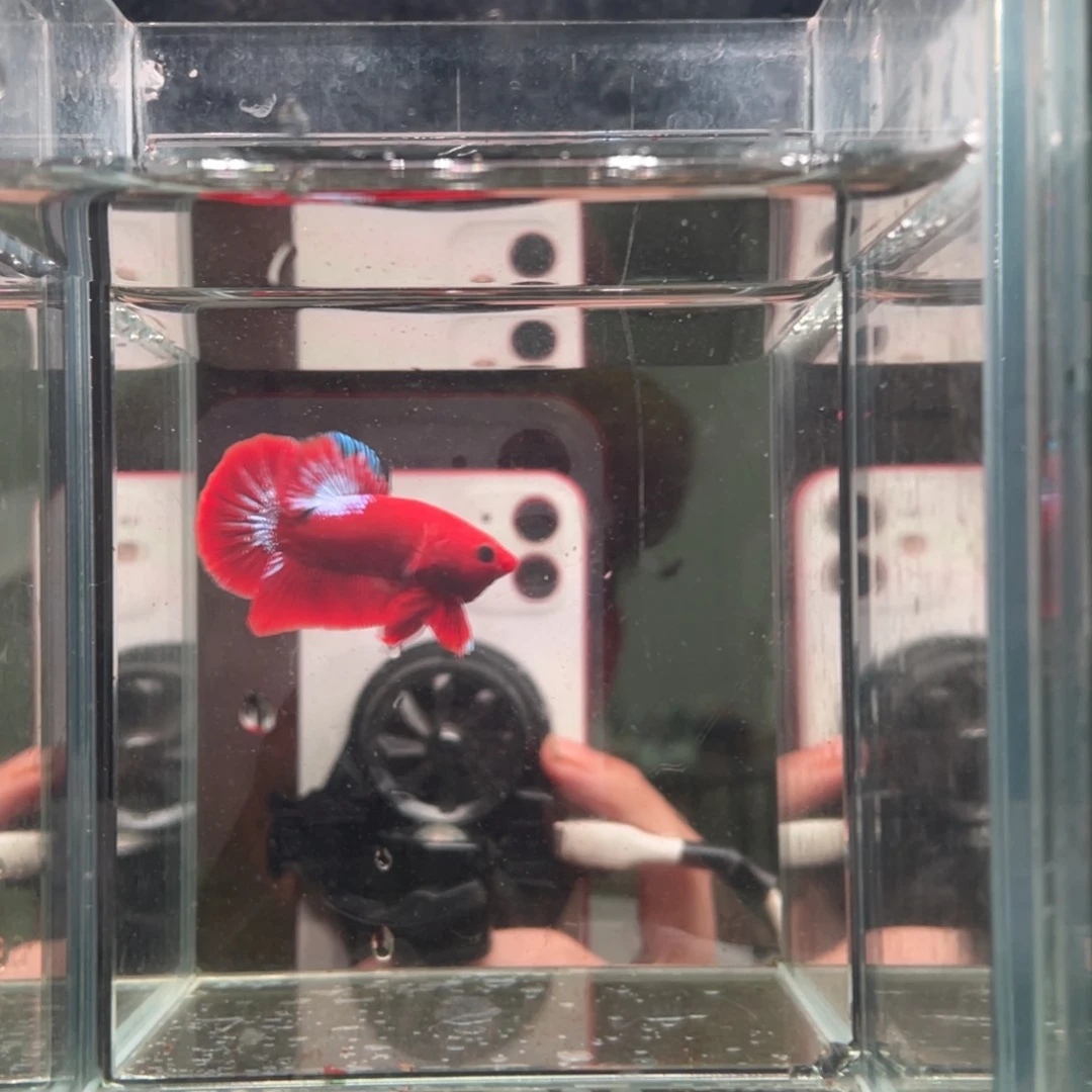 斗鱼印尼精品斗鱼22