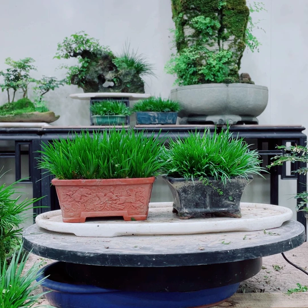 无铅玻璃珊*铁线蕨等植物为食之佳品