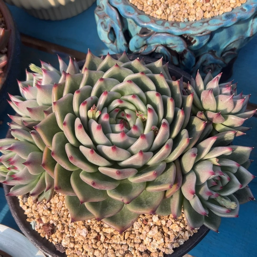 多肉植物一物一拍（4号）