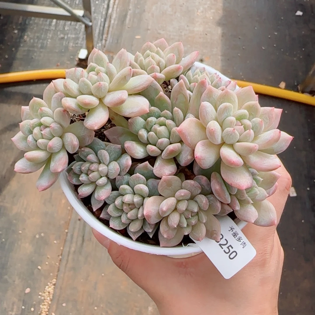 百达翡翠，8250多肉植物