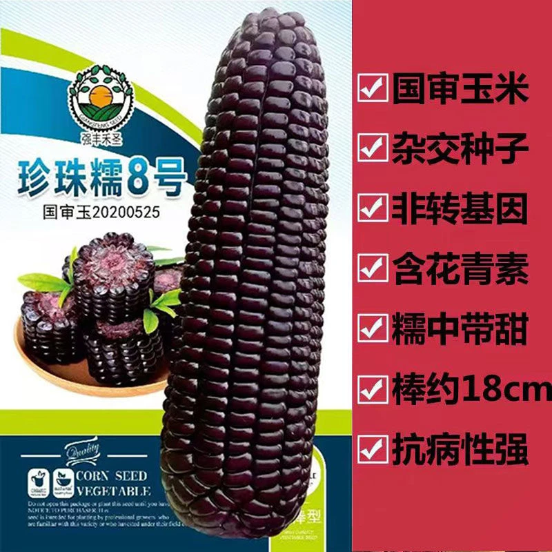 【开春种】珍珠糯8号国审黑糯玉米种子非转基因鲜食大棒抗病黑甜糯