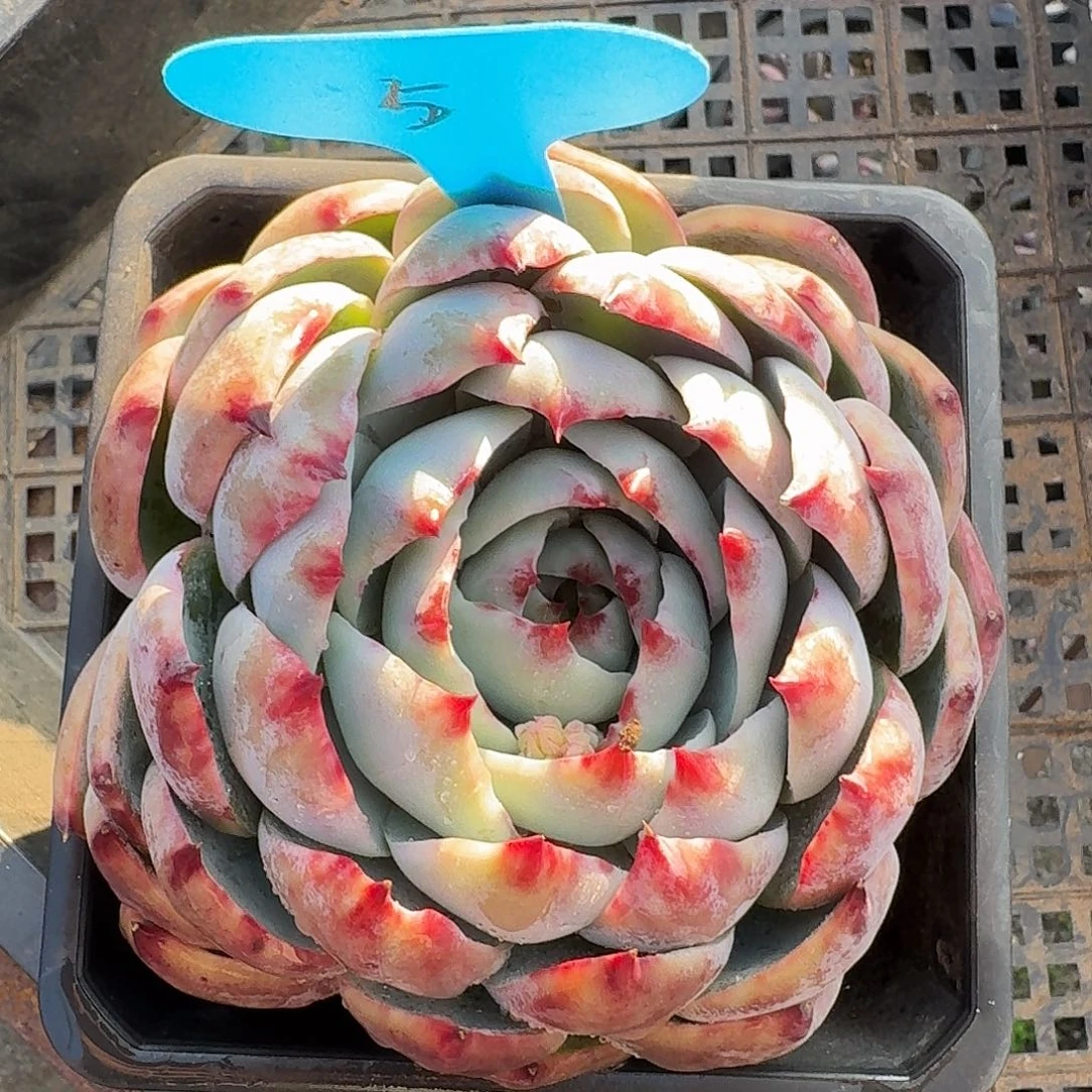 5惊鸿仙子满38包邮