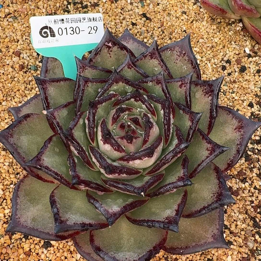 从前慢花园多肉0130-29