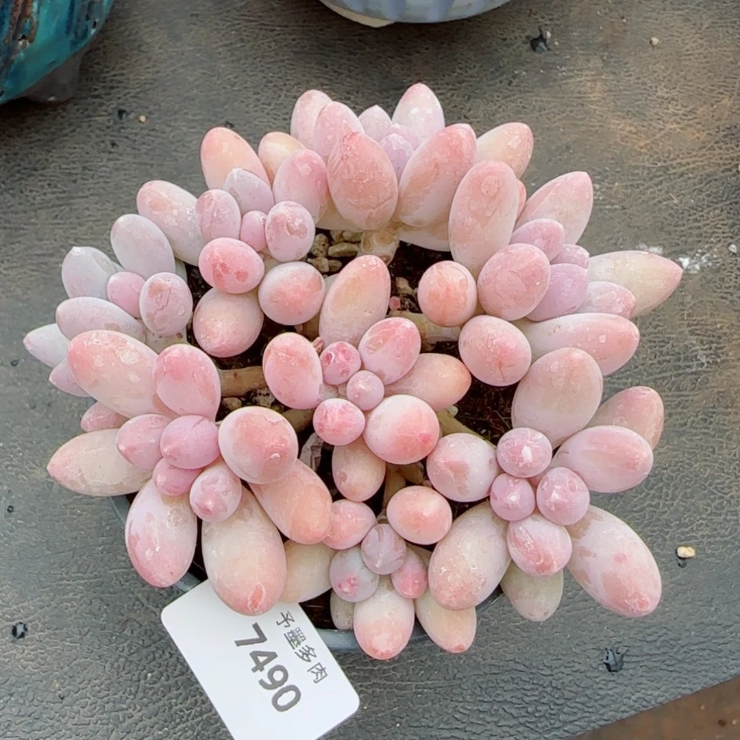 汤圆无砍，7490多肉植物