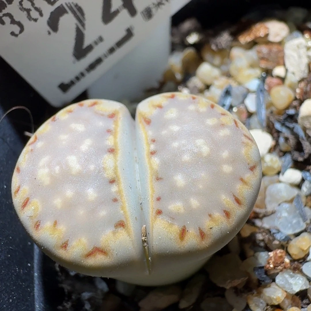 Ssss生石花肉锥244