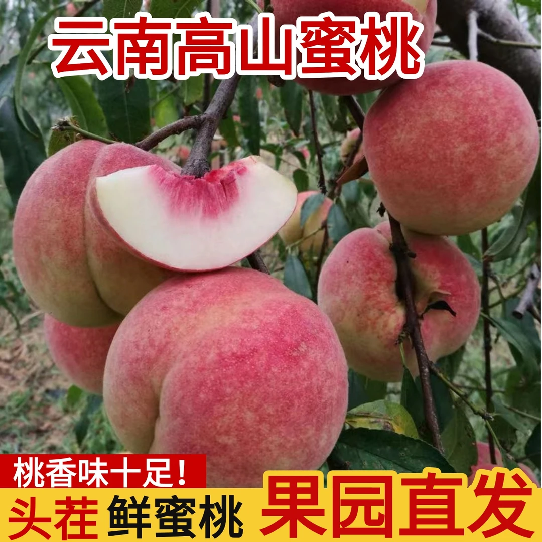 （现摘速发）2025云南大理冬桃新鲜现摘脆甜蜜桃毛桃子鲜果高山脆桃