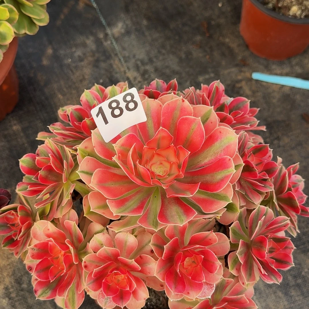 朱***玲188粉女巫法师锦福利价