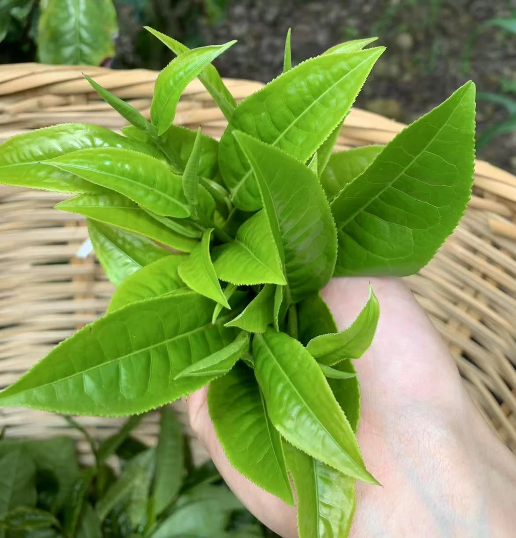 2025年  老彭自己炒的 头春春茶散茶 普洱生茶200g/袋