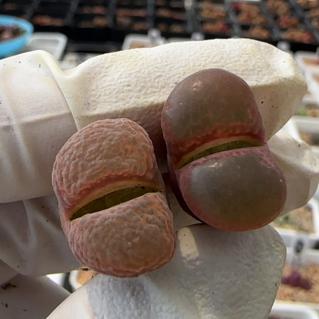 打***明6-1-当天满38包邮风铃1.8