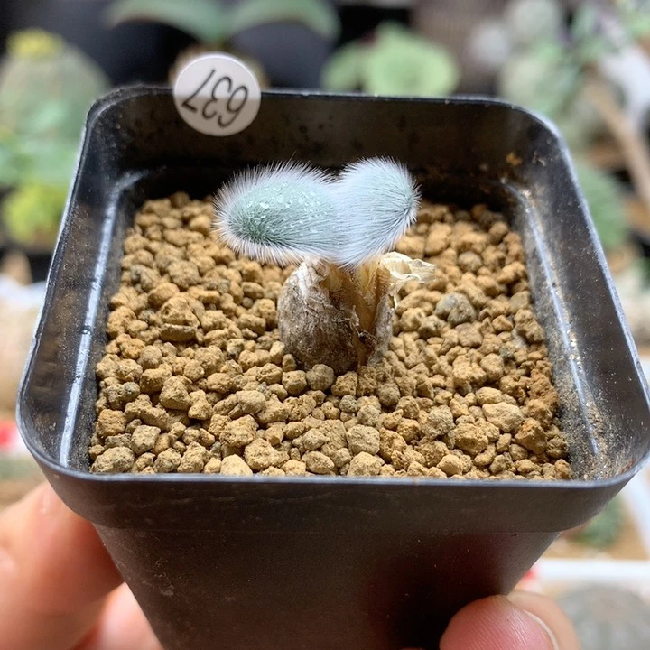 毛叶石蒜多肉带盆637