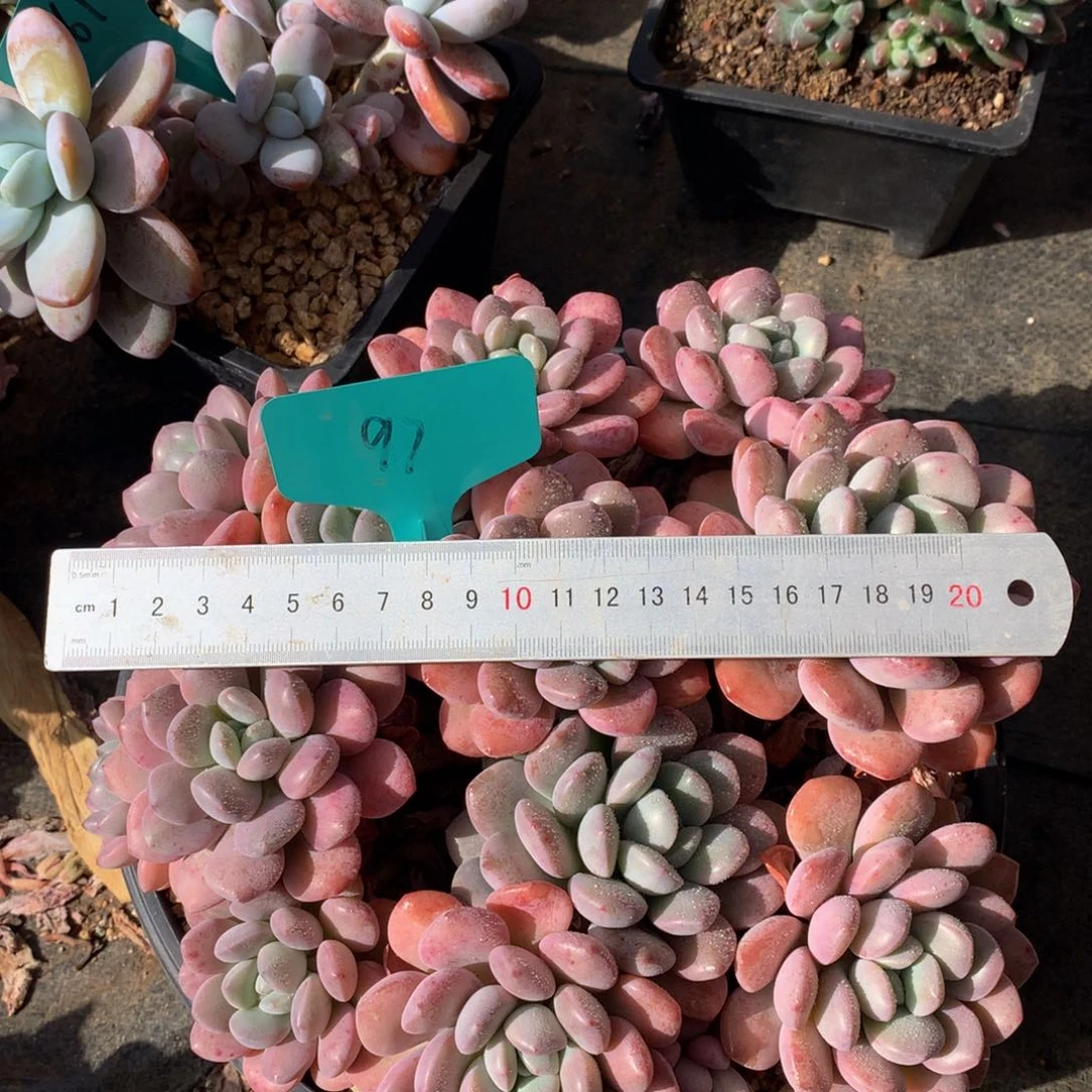 白鹭8282827272282827282