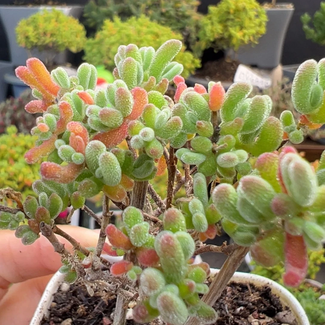 【闪购商品】dy6625好看的不知名