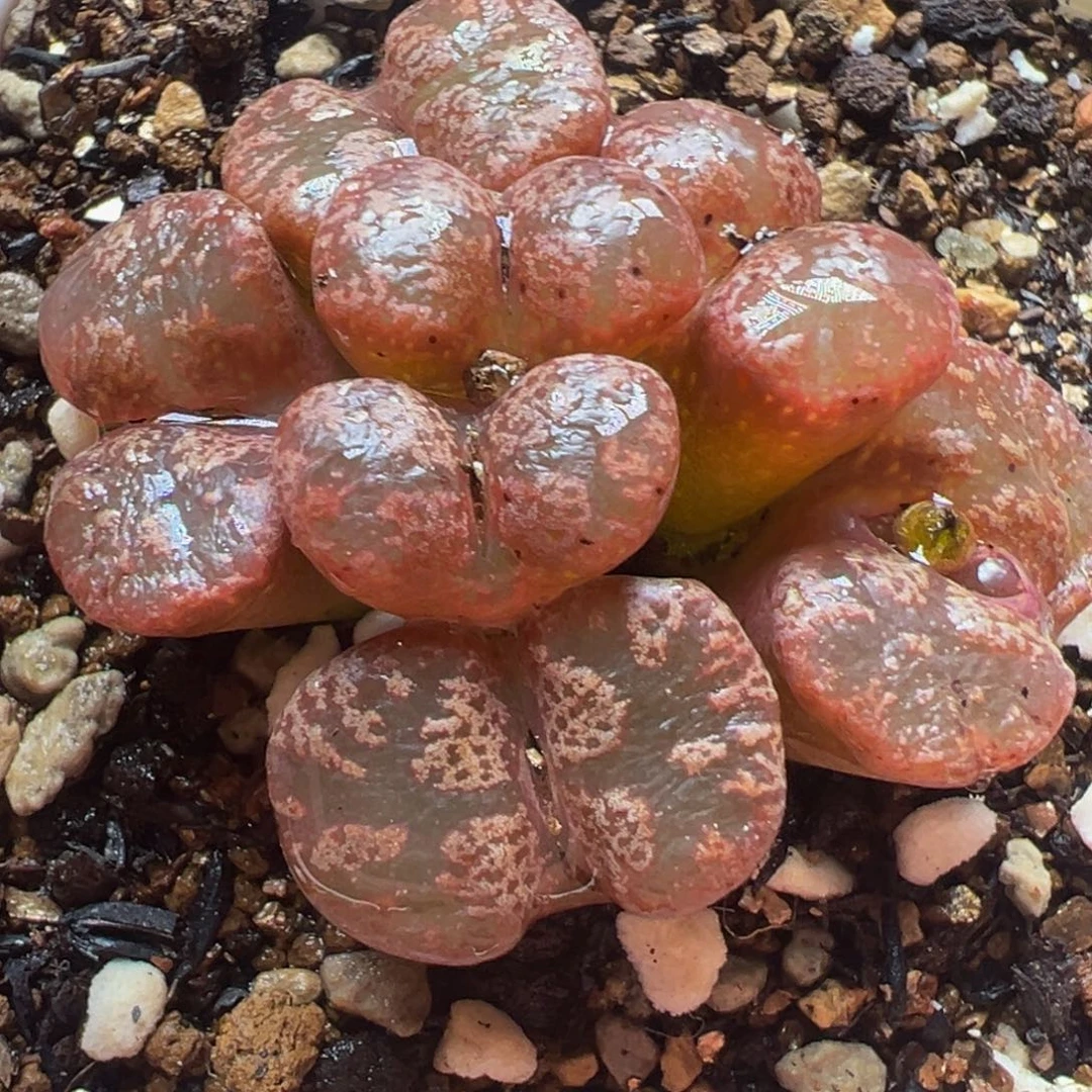 红勋章群多肉植物百科