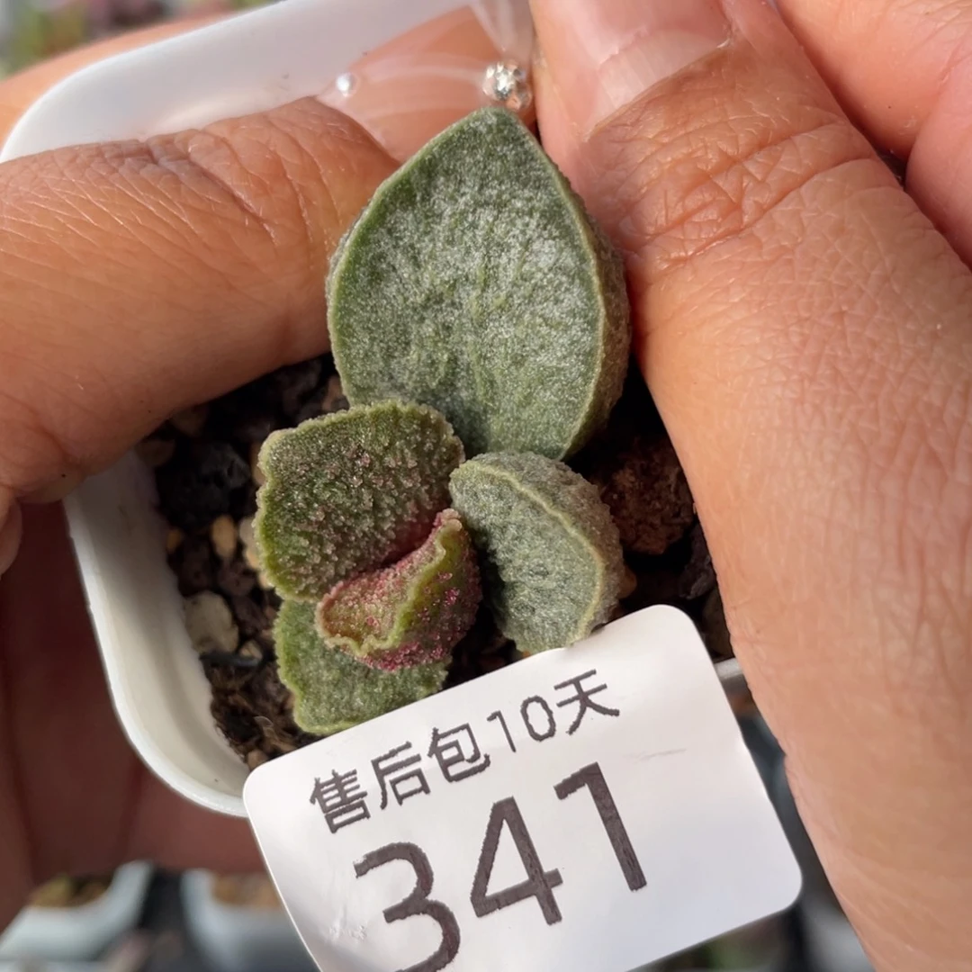 341。
