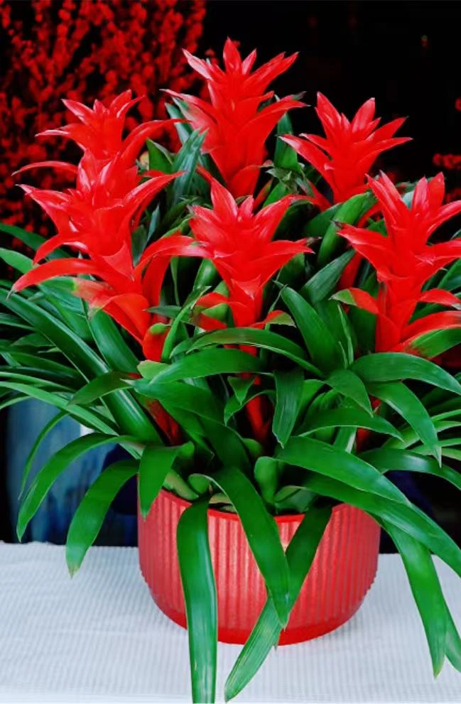 鸿运当头盆栽室内客厅前台落地款凤梨花四季开花大红绿植基地直发