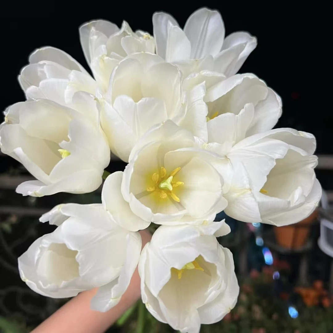 【白王朝】郁金香水养鲜切花办公室室内瓶插花桌面装饰简单浪漫自然