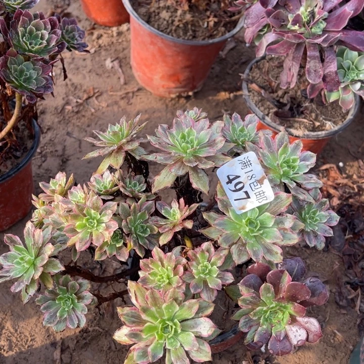 497糖果粉黛绣球1号棚