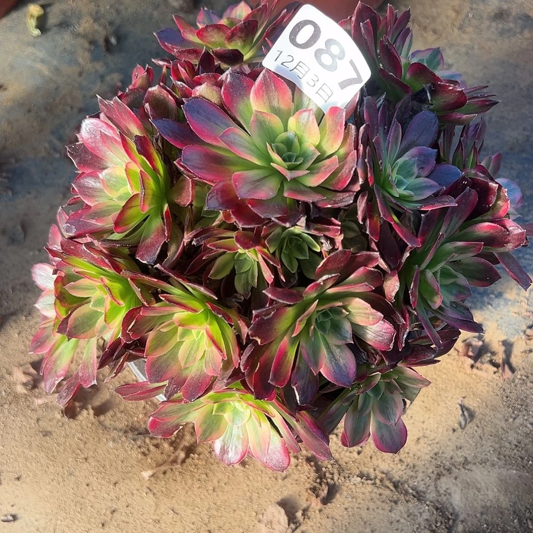 12.3-87安娜多肉植物1