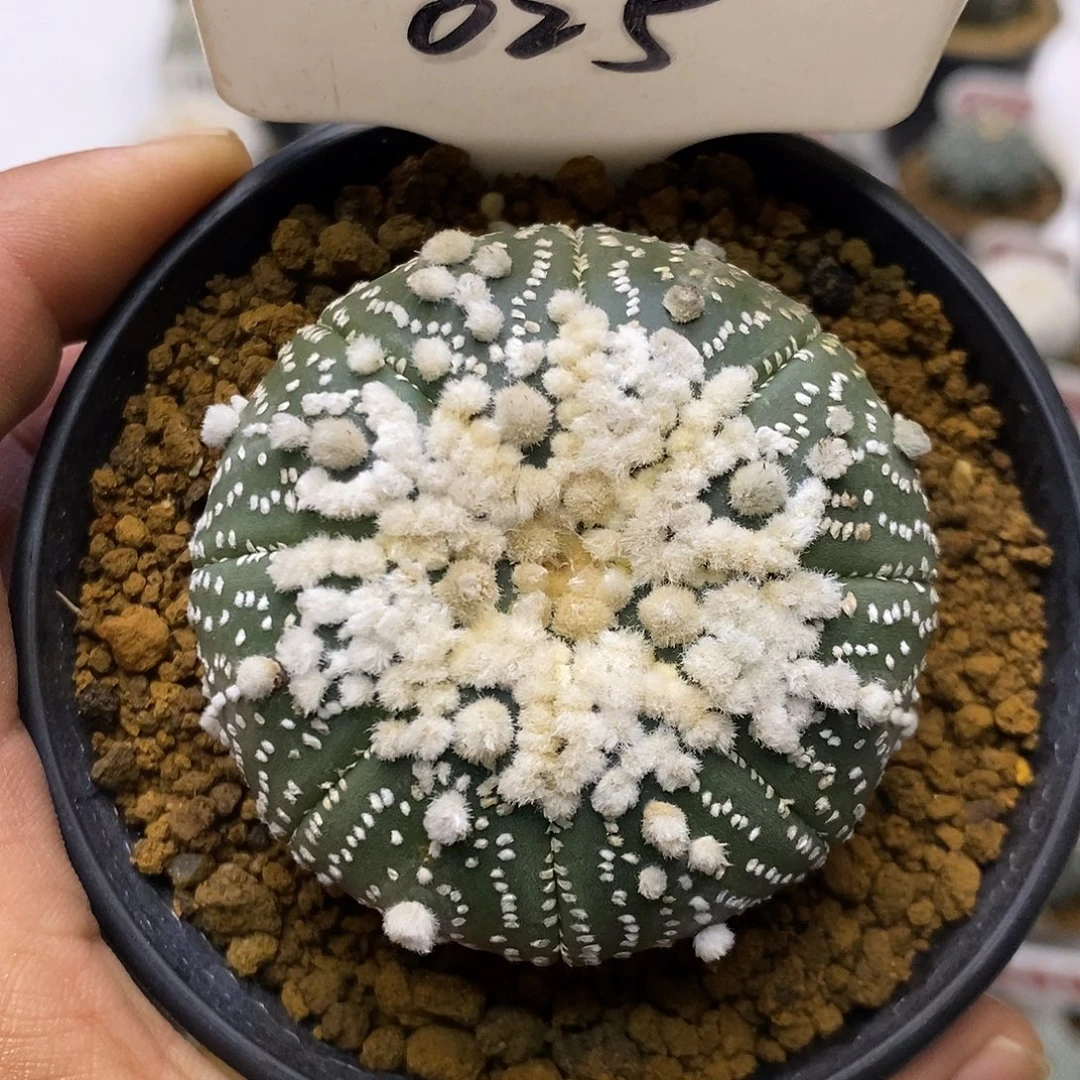 025花园福利特价来了打