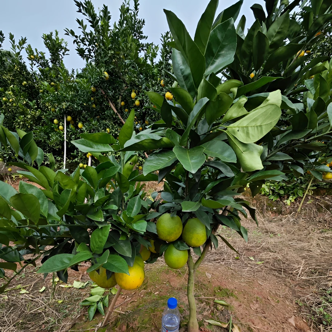 巫山恋橙正宗巫山纽荷尔脐橙原产地发货包邮