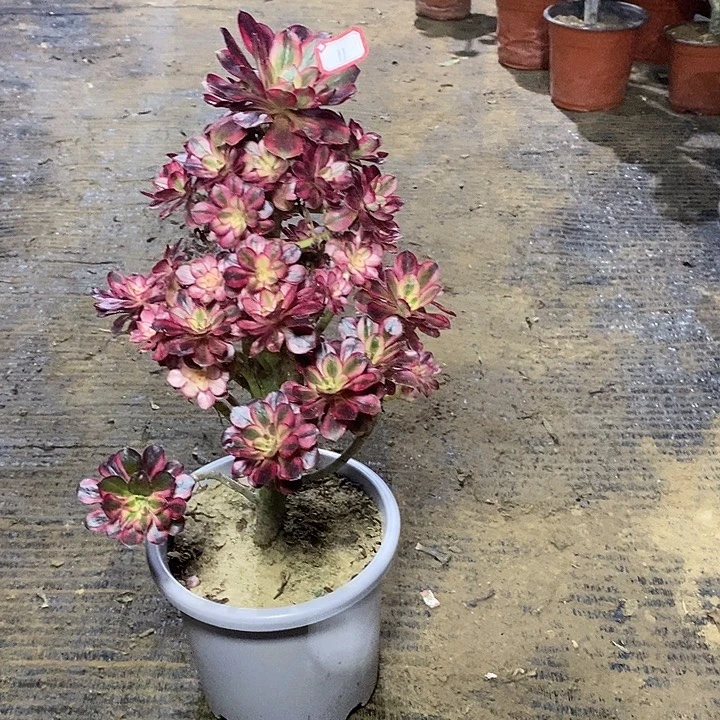 11，香奈儿1245677889999