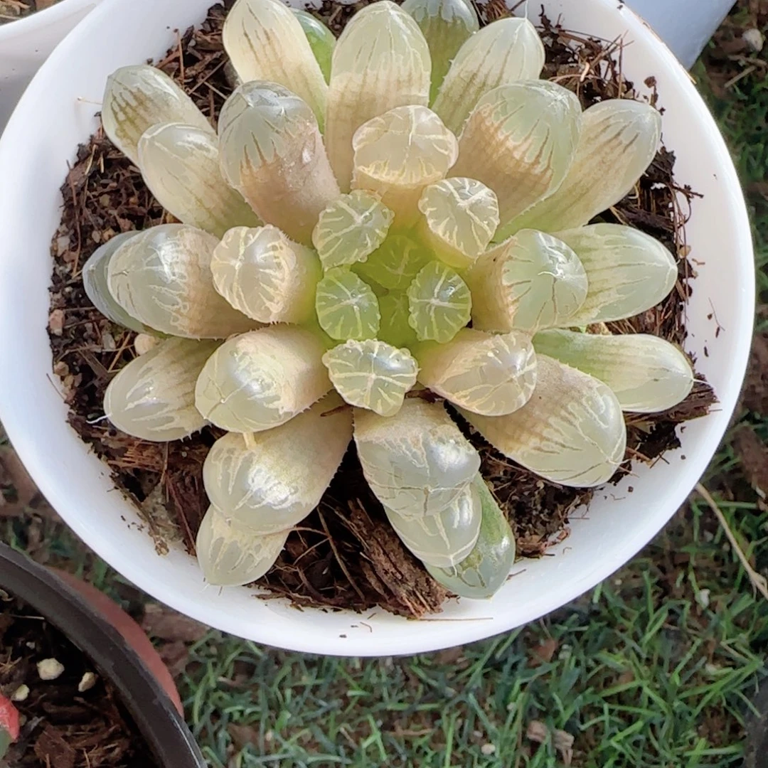 无花朵琥珀玉露单头
