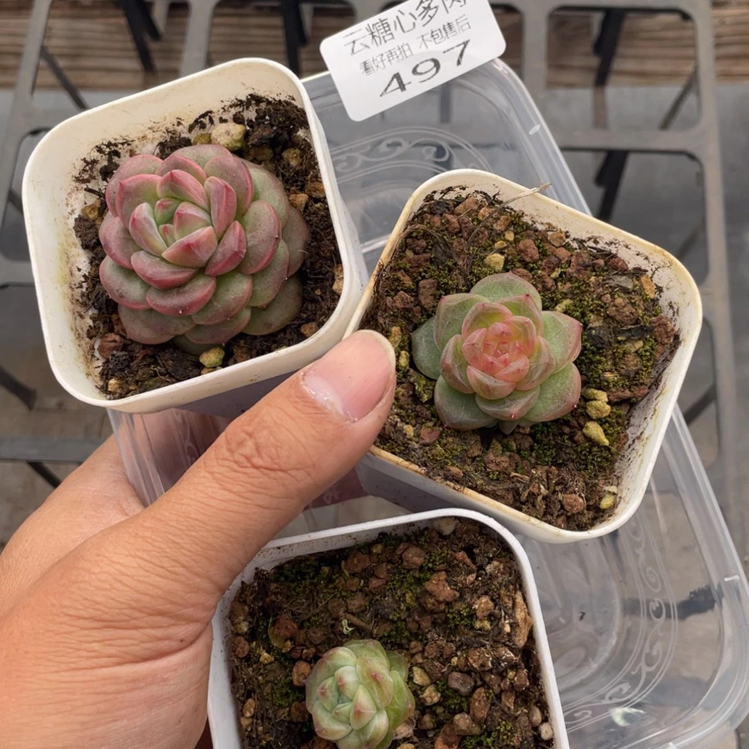 云糖心多肉植物497